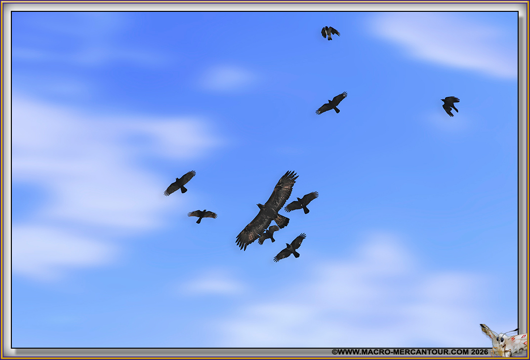 102-AIGLE_76610D@3x-D copie